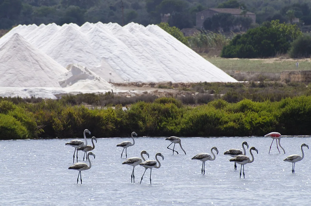 Flamingos im Wasser vor Salzminen in Ses Salines