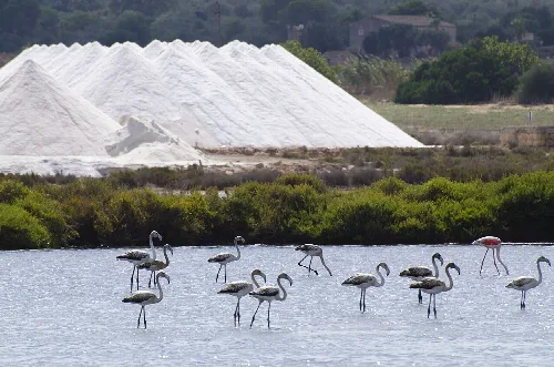 Flamingos im Wasser vor Salzminen in Ses Salines